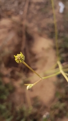 Pycnocomon rutifolium