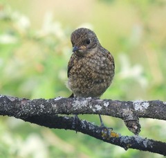 Phoenicurus phoenicurus