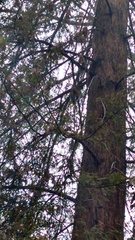 Sciurus griseus