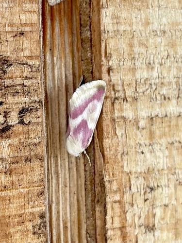 Reginia Primrose Moth photo 4
