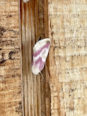 Schinia regina