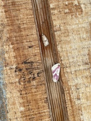Schinia regina