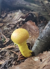 Pulveroboletus