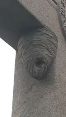 Dolichovespula maculata