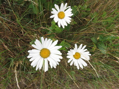 Leucanthemum × superbum