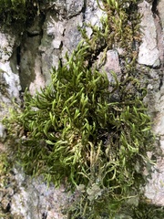 Leucodon andrewsianus