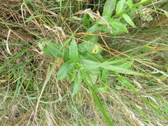 Leucanthemum × superbum