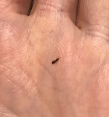 Oryzaephilus surinamensis