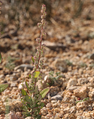 Chenopodium atrovirens