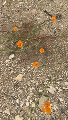 Kallstroemia grandiflora