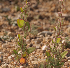 Chenopodium atrovirens