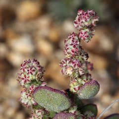 Chenopodium atrovirens