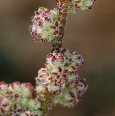 Chenopodium atrovirens