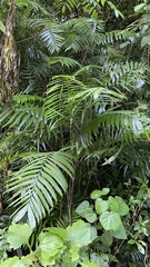 Chamaedorea alternans