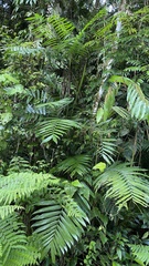 Chamaedorea alternans