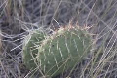 Opuntia cymochila