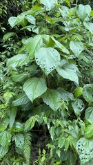 Heliocarpus donnellsmithii