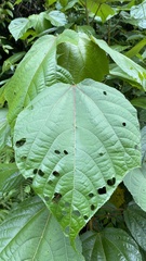 Heliocarpus donnellsmithii