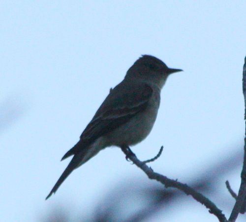 Contopus sordidulus