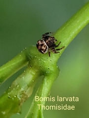 Bomis larvata