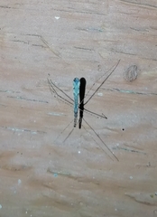 Empicoris vagabundus