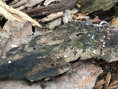 Lachnum brevipilosum