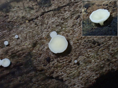 Lachnum brevipilosum