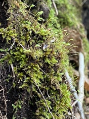 Eurhynchiastrum pulchellum