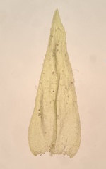 Eurhynchiastrum pulchellum