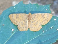 Emesis vulpina