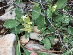 Tripodion tetraphyllum