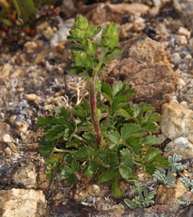 Potentilla biennis