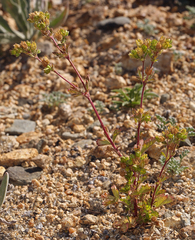 Potentilla biennis