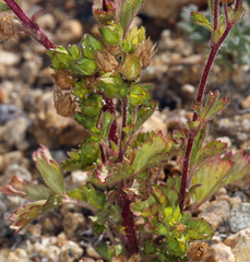 Potentilla biennis