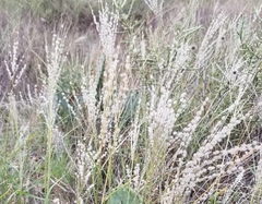 Digitaria patens