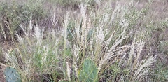 Digitaria patens