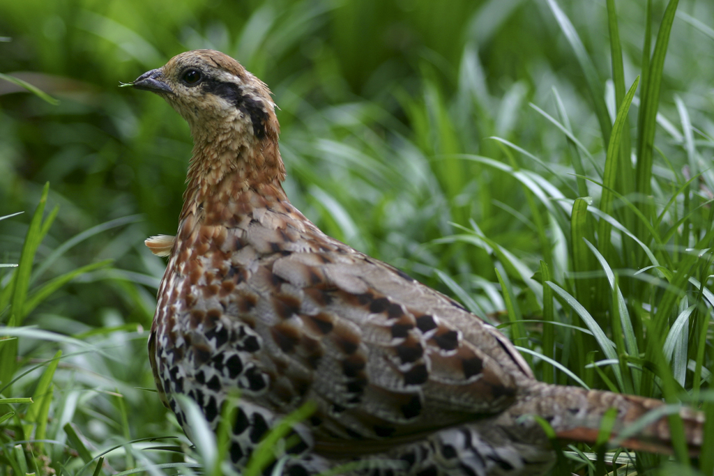 Mountain Bamboo-Partridge