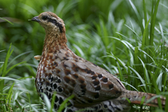 Mountain Bamboo-Partridge photo 1