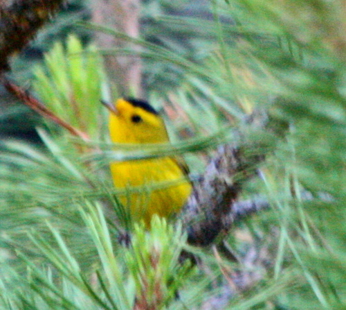 iNaturalist observation photo of Wilson's Warbler
