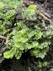 Riccardia multifida