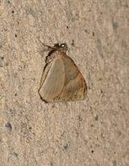 Epirrhoe galiata