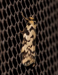 Goniosema anguliscripta