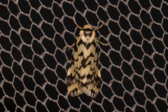 Goniosema anguliscripta