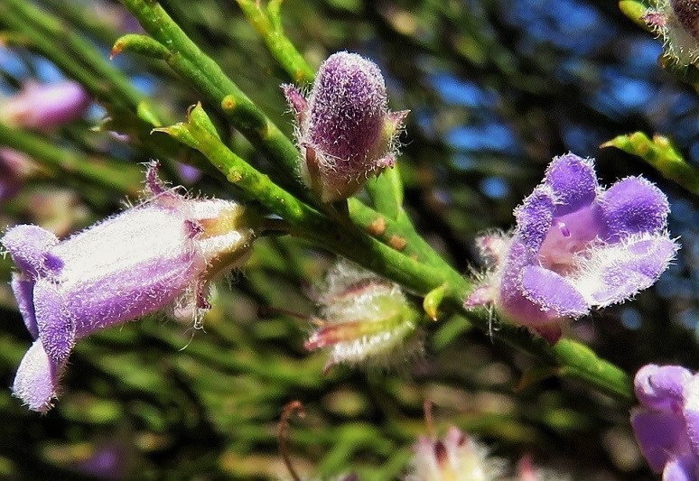 Eremophila dempsteri