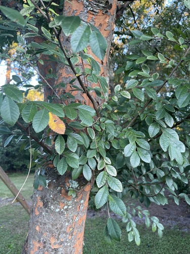 Ulmus parvifolia image