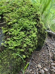 Trichocolea tomentella