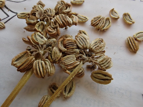 Image of Angelica kingii by (c) Martin Purdy, some rights reserved (CC BY)