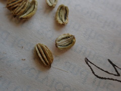 Angelica kingii