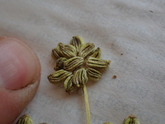 Angelica kingii