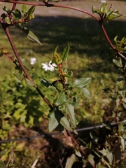Muehlenbeckia hastulata